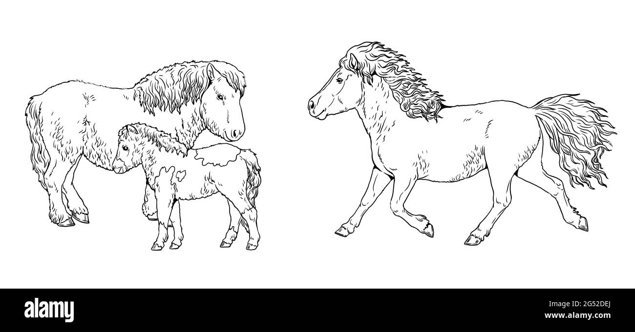 Pony Stute mit dem Fohlen. Galoppierendes Pferd. Malseite mit Pferden. Digitale Vorlage für Kinder zum Malen. Stockfoto