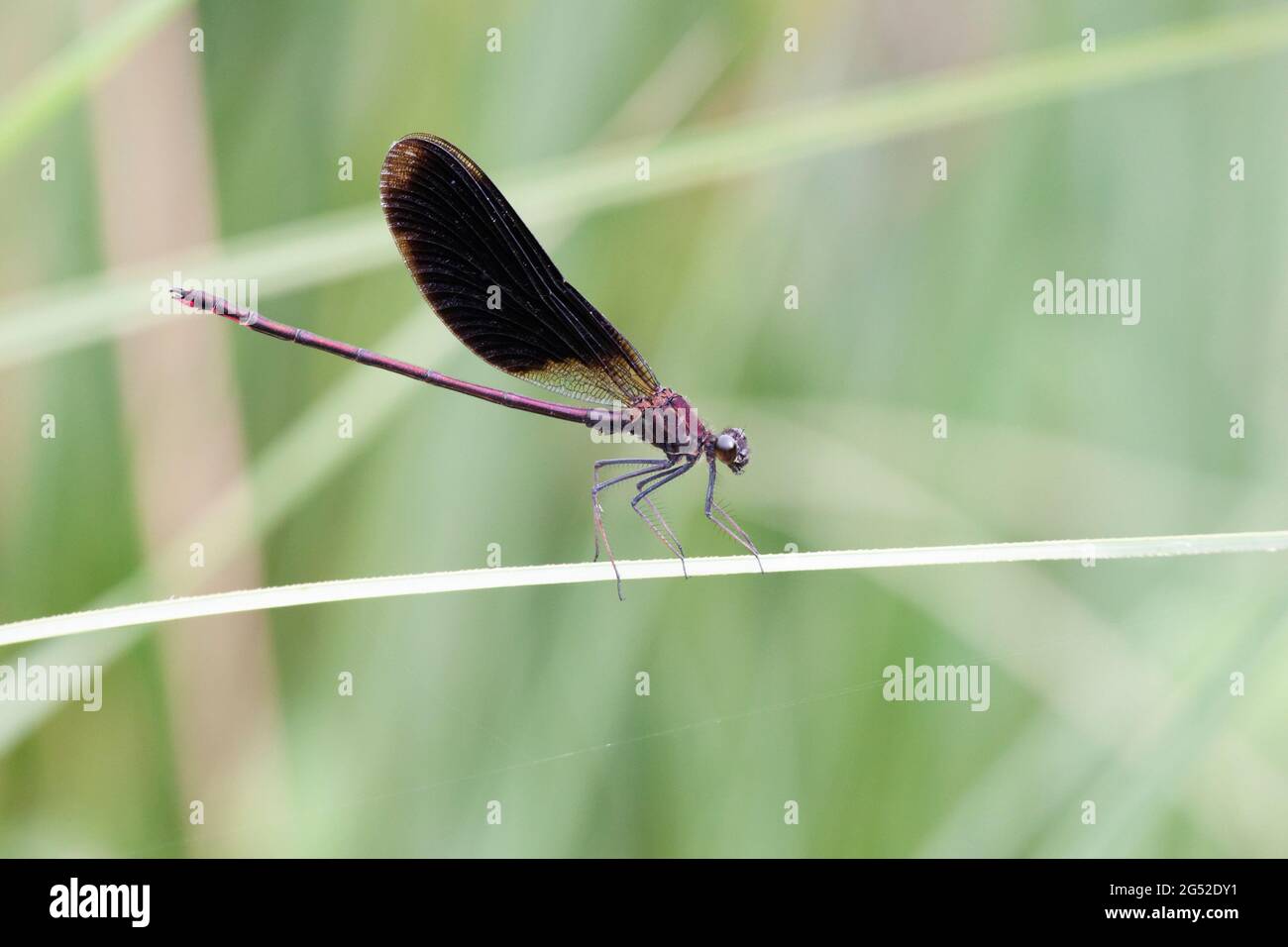 Calopteryx haemorrhoidalis Copper demoiselle oder Mediterranean Demoiselle thront Closup Stockfoto