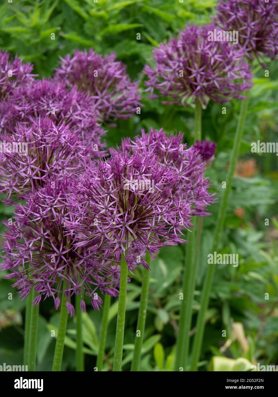 Eine Gruppe der kugelförmigen violetten Blütenköpfe des Allium Purple Rain Stockfoto