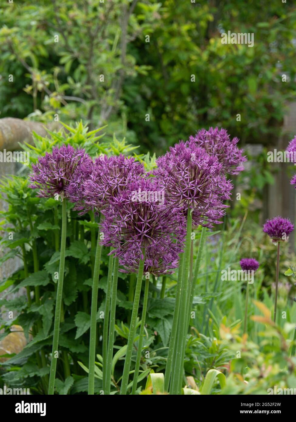 Eine Gruppe der kugelförmigen violetten Blütenköpfe des Allium Purple Rain Stockfoto