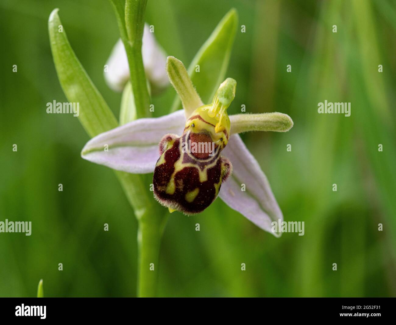 Eine Nahaufnahme von einer einzigen Blume eines Bienen-ragwurz Ophrys apifera Stockfoto