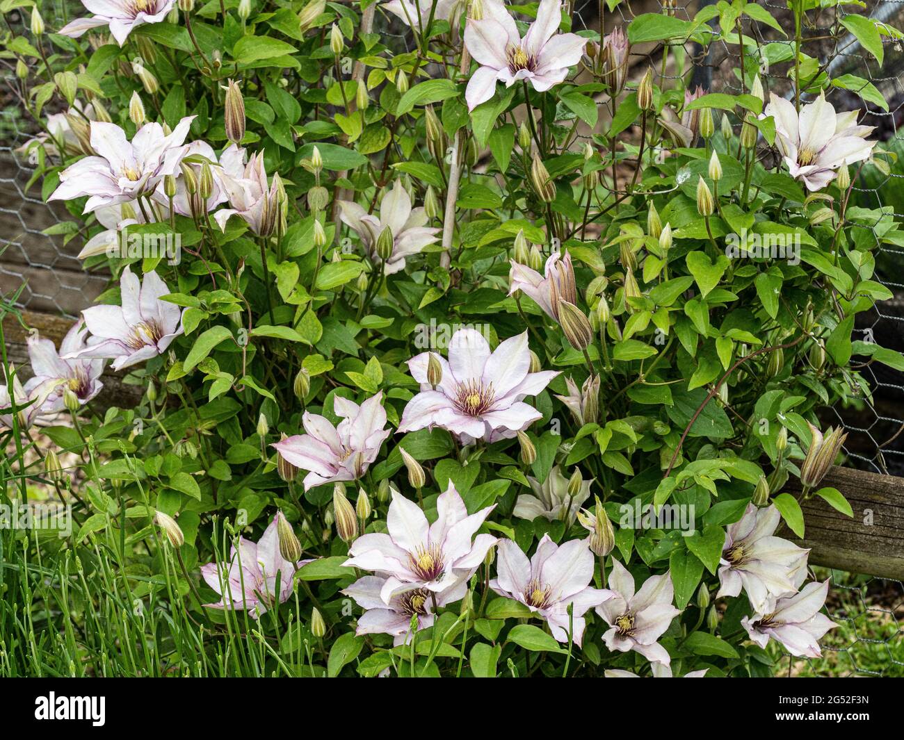 Die kompakte Clematis Samaritan Jo zeigt die großen silbrig-rosa Blüten gegen das leuchtend grüne Laub Stockfoto