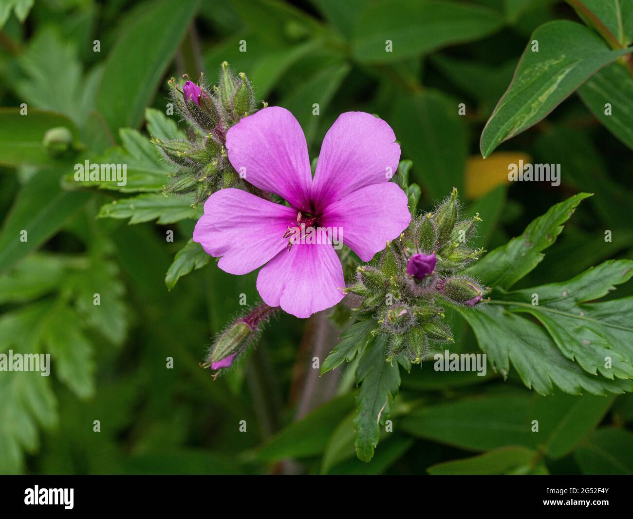 Eine Nahaufnahme einer einzelnen blassrosa Blume des Geranium palmatum Stockfoto