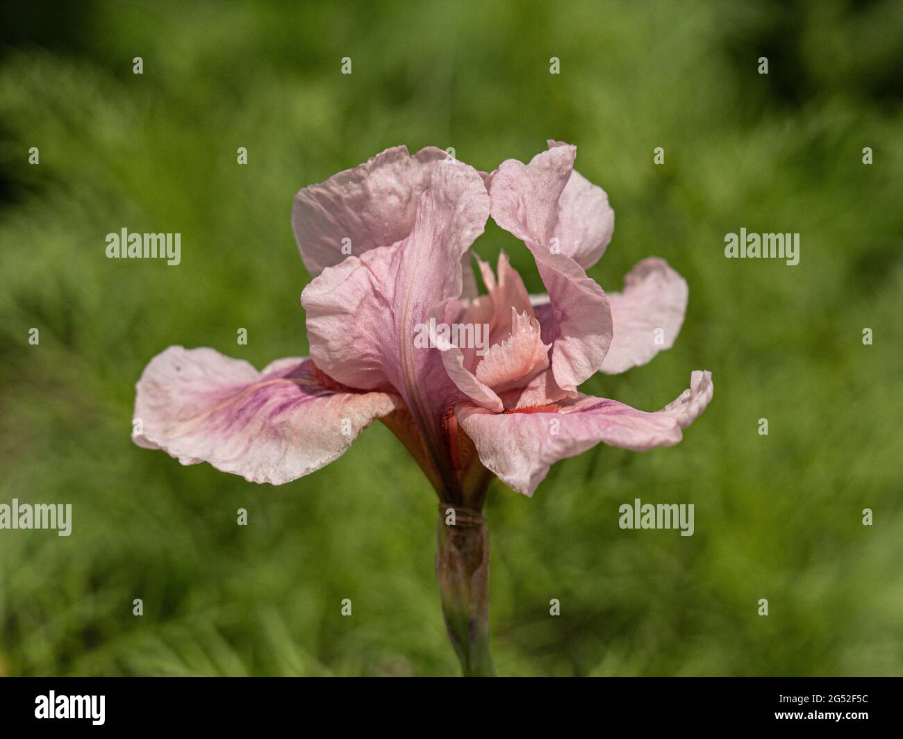 Eine Nahaufnahme einer einzelnen Blume der rosa Iris Raspberry Blush Stockfoto