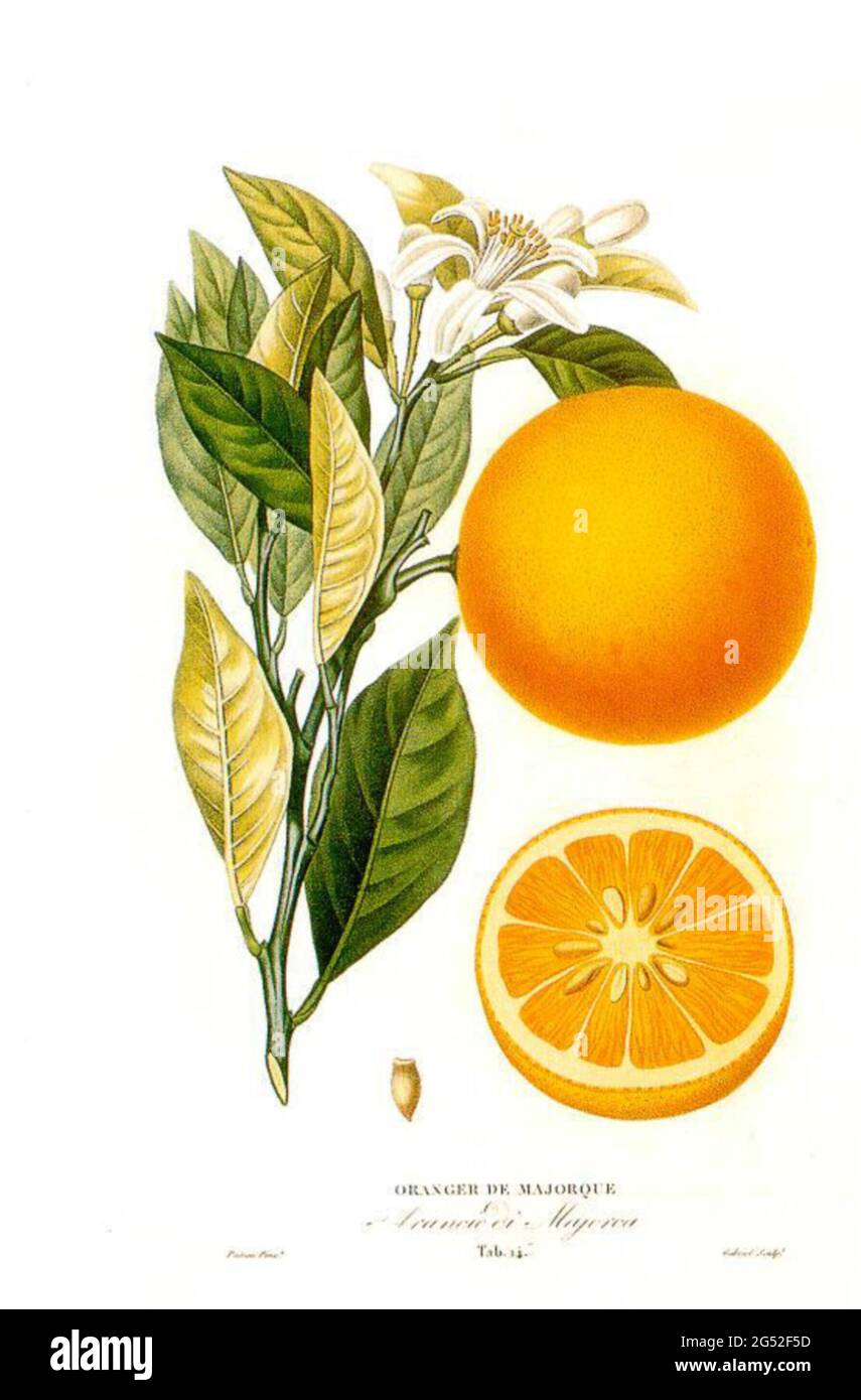 Histoire et Culture des Orangers - A. Risso et A. Poiteau - 1872 Stockfoto