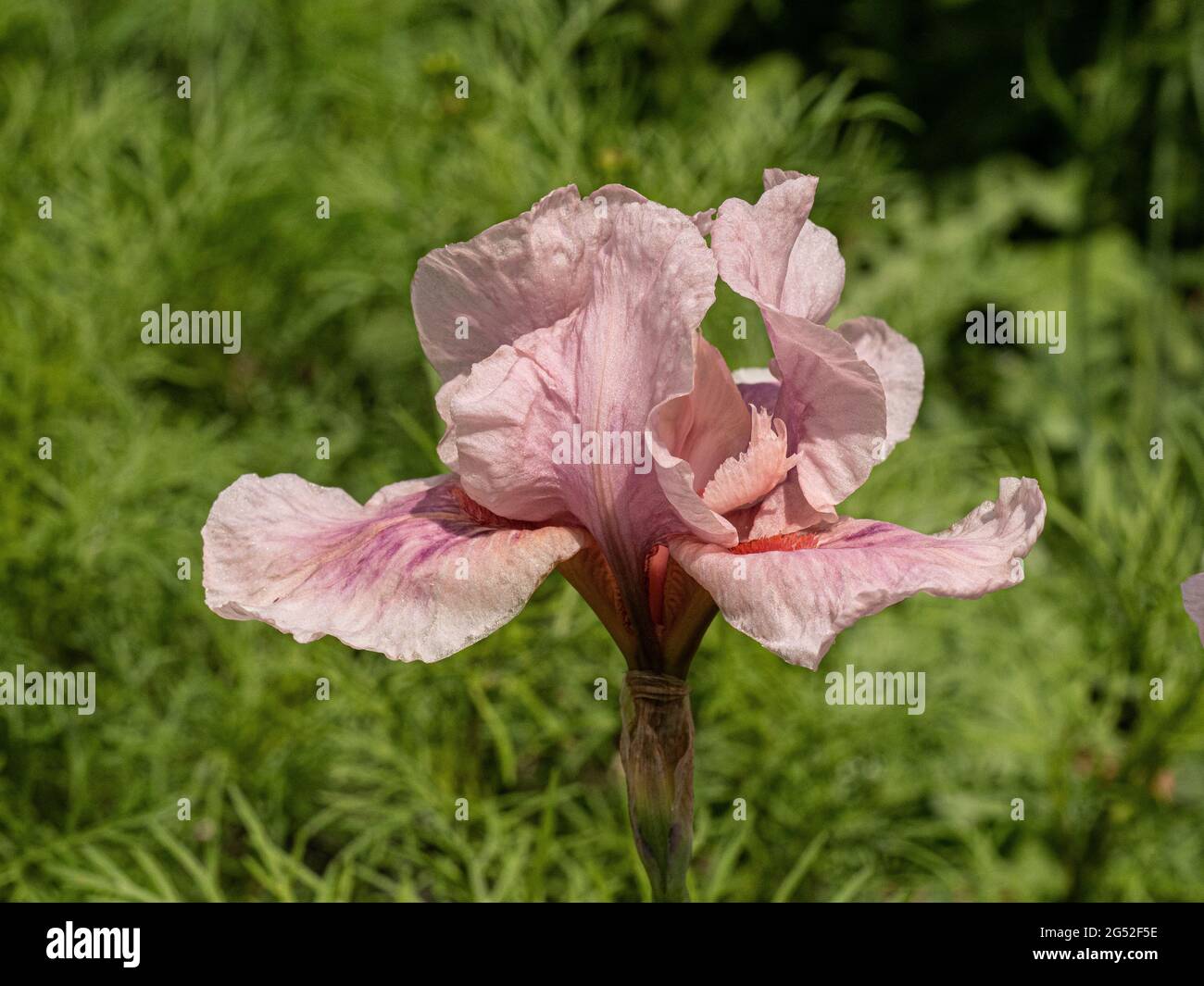 Eine Nahaufnahme einer einzelnen Blume der rosa Iris Raspberry Blush Stockfoto