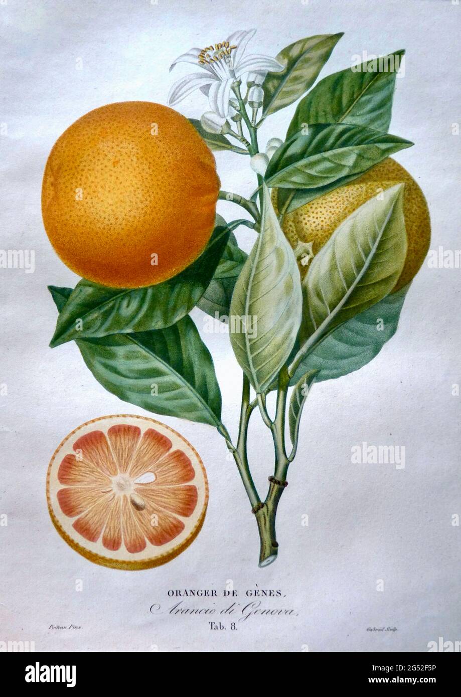Oranger de Genes von Pierre Antoine Poiteau. Vintage Fruit Print zeigt Früchte, Blätter und Blumen mit Fruchtquerschnitt. Zwischen 1818 und 1822. Stockfoto