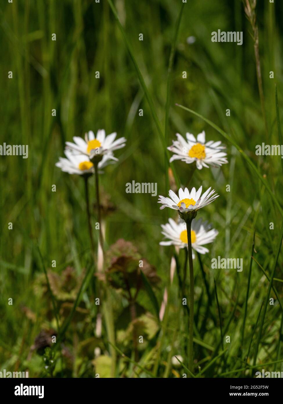 Eine Gruppe der weißen und gelben Blüten der gemeinsamen Rasen Gänseblümchen Bellis perennis Stockfoto