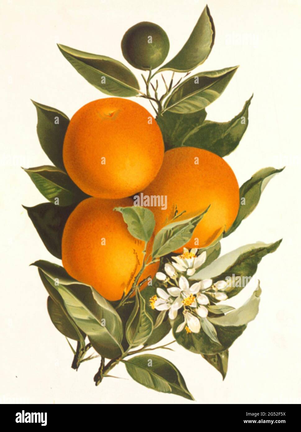 Orangen in der Kunst des 19. Jahrhunderts in den Vereinigten Staaten. Stockfoto