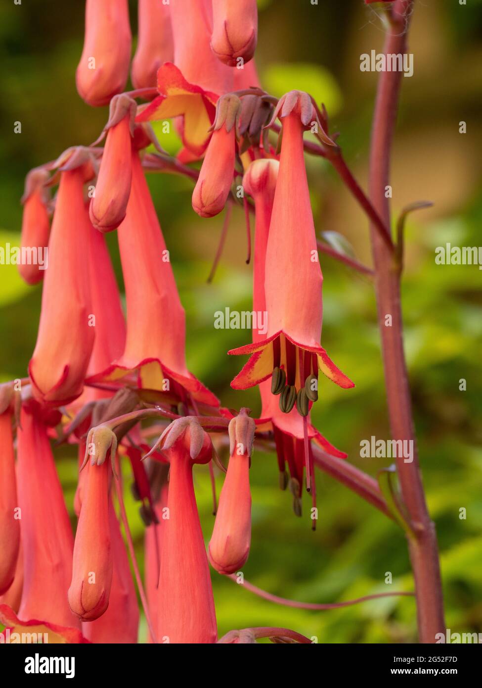Eine Nahaufnahme eines Teils der Blütenspitze von Phygelius Devils Tränen Stockfoto