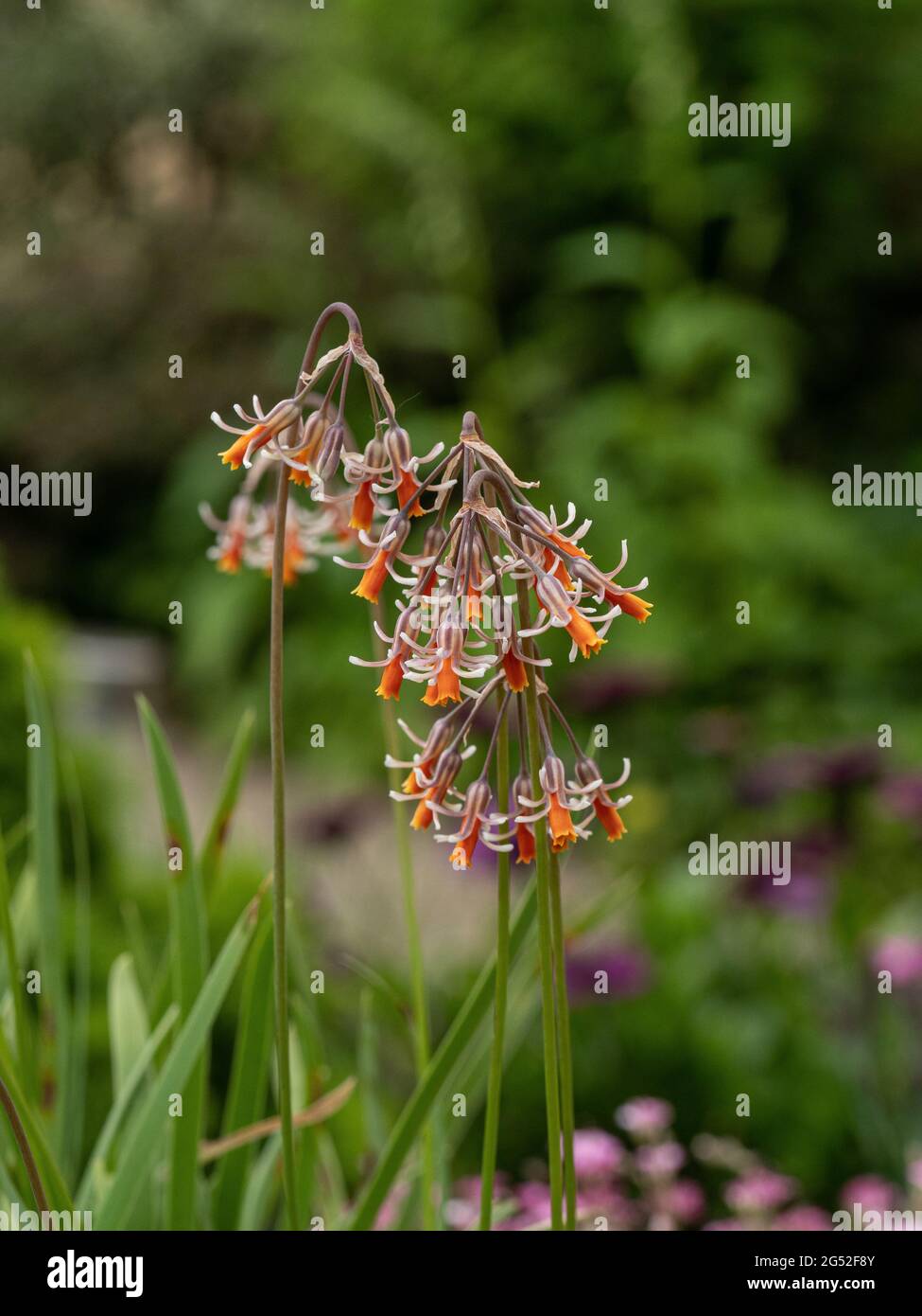 Eine Nahaufnahme einer Gruppe von orangen und weißen Blüten von Tulbaghia capensis Stockfoto