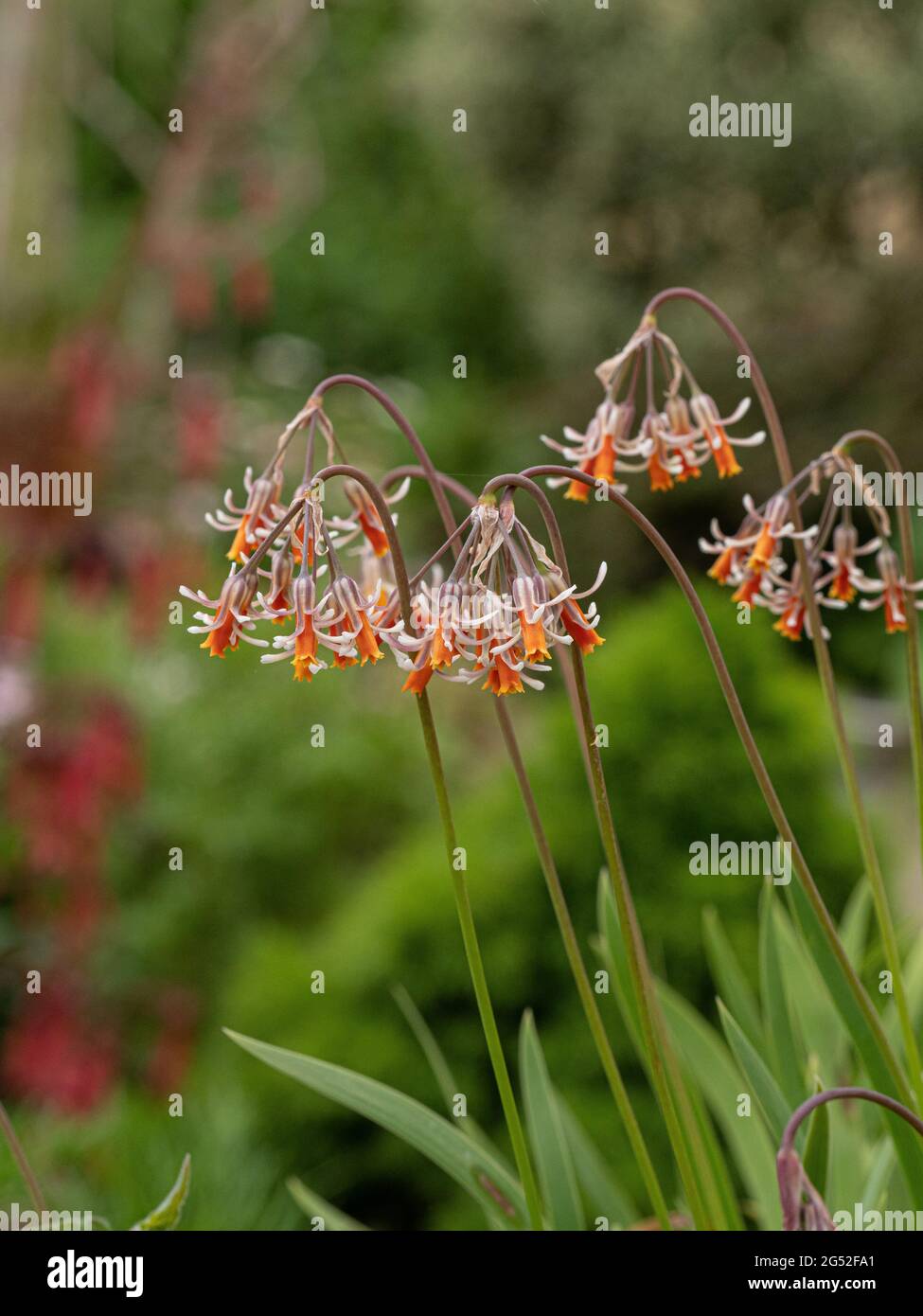 Eine Nahaufnahme einer Gruppe von orangen und weißen Blüten von Tulbaghia capensis Stockfoto