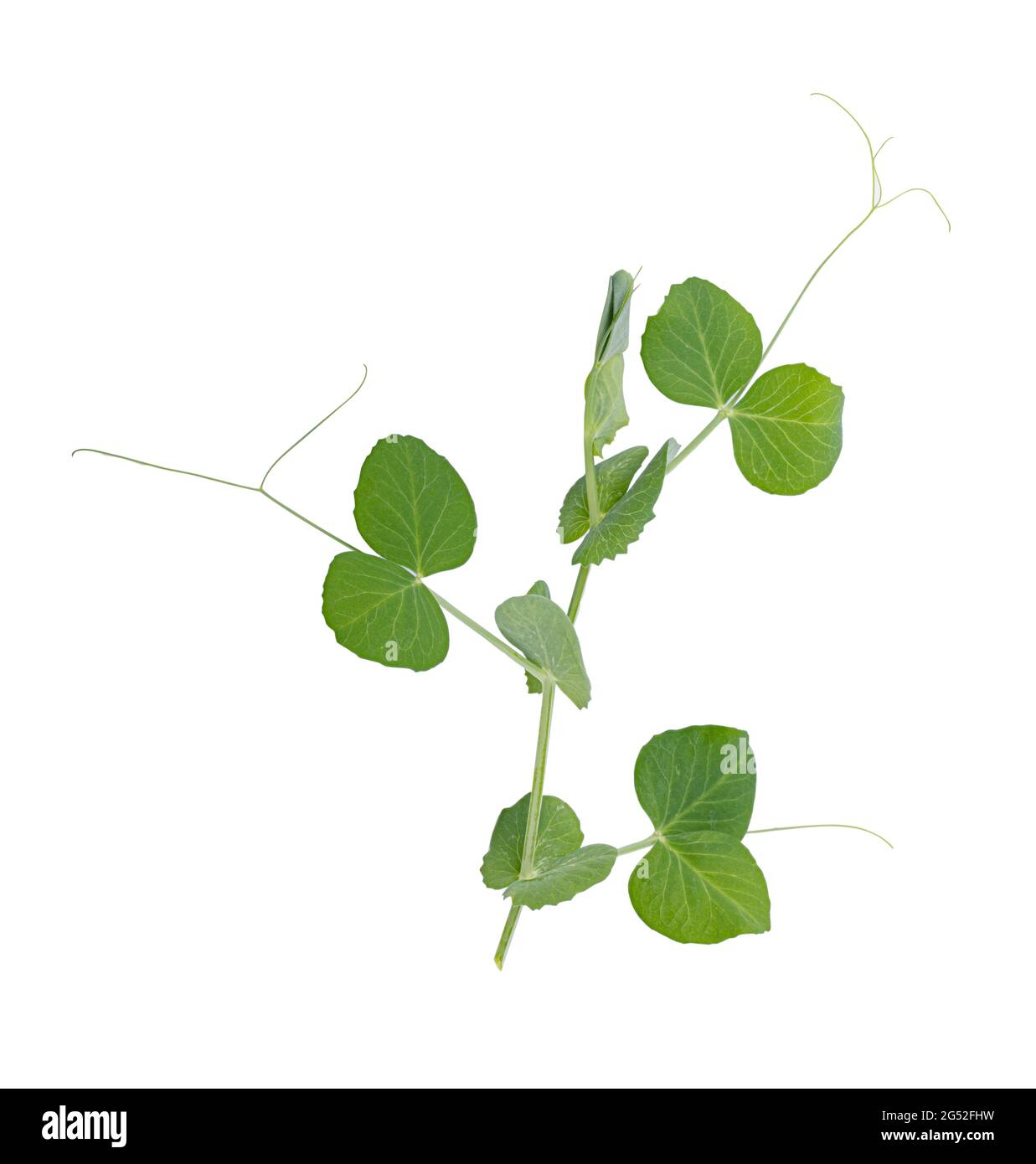 PEA-Blatt isoliert auf weißem Hintergrund Stockfoto