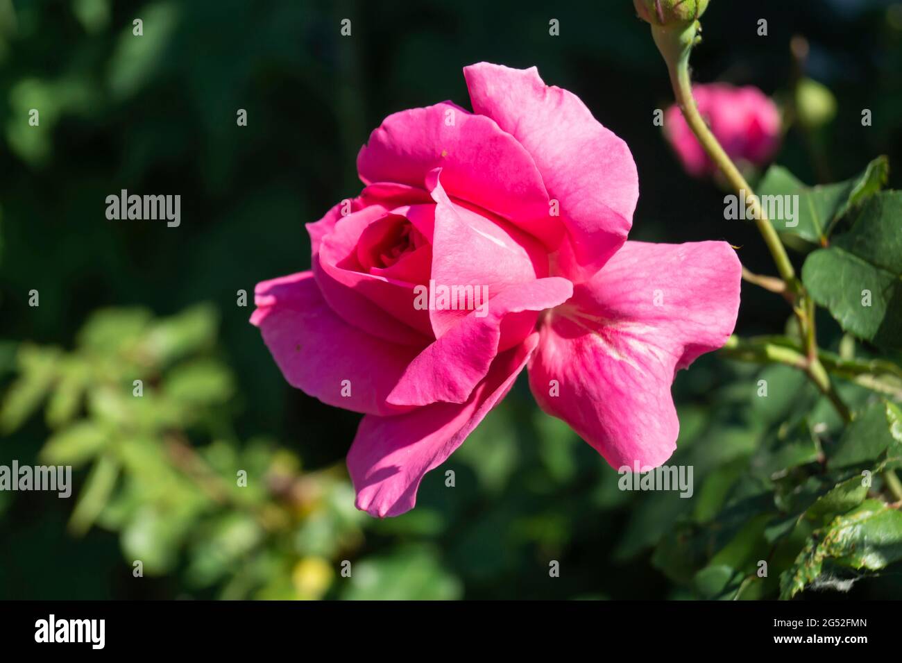 Eine rote Rose im Garten an einem sonnigen Tag. Schöne natürliche Hintergrund.Blume Nahaufnahme Stockfoto