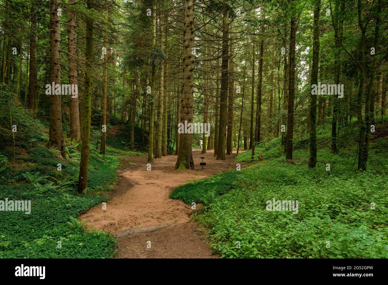 Masjoan Arboretum Forest in Espinelves, in der Nähe von Montseny (Osona, Katalonien, Spanien) ESP: Bosque del Arborétum de Masjoan en Espinelves, cerca del Montseny Stockfoto