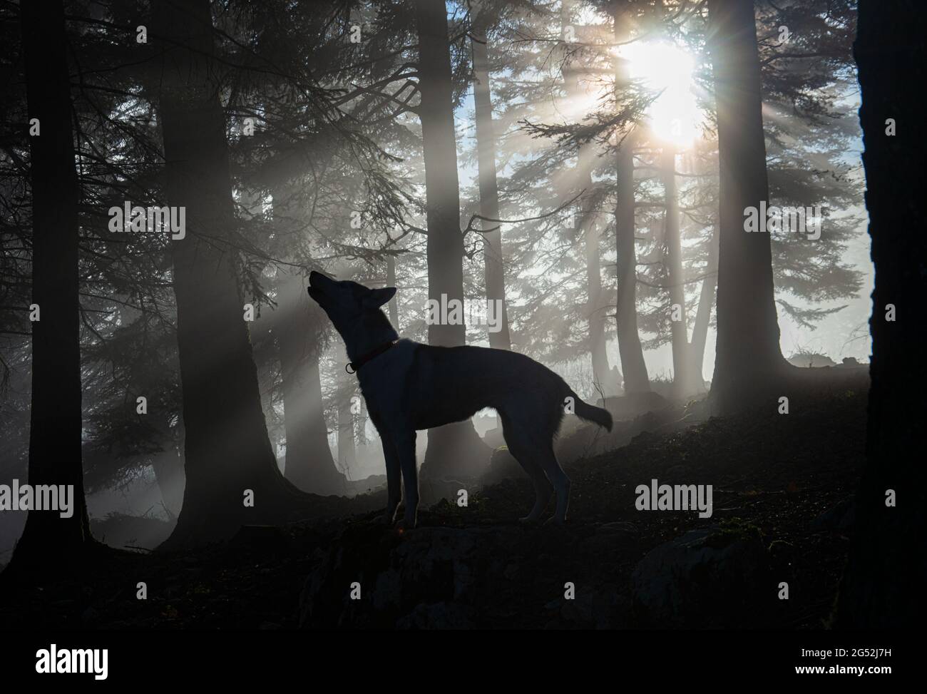 Heuling Husky im nebligen Wald // Heulender Husky im nebligen Wald Stockfoto