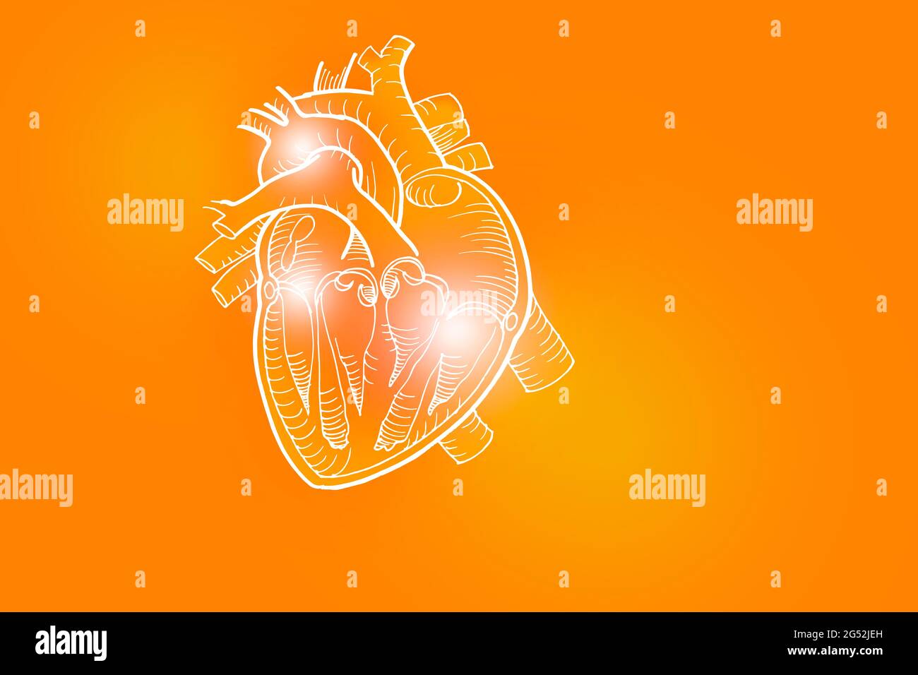 Handgezeichnete Darstellung des menschlichen Herzens auf positiv orangefarbenem Hintergrund. Medizin, Wissenschaftsset mit menschlichen Hauptorganen mit leerem Kopierraum für Text Stockfoto