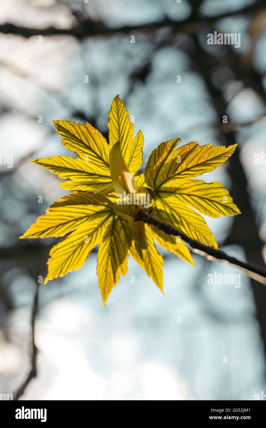 Sping Blatt eines Baumes im jura Stockfoto