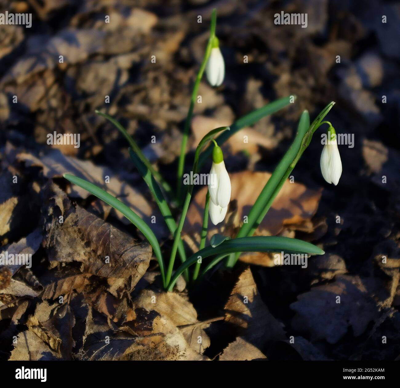 Schneeglöckchen oder gewöhnliche Schneeglöckchen (Galanthus nivalis) blühen. Schneeglöckchen im Wald in freier Wildbahn im Frühling blüht. Frühlingshintergrund. Stockfoto