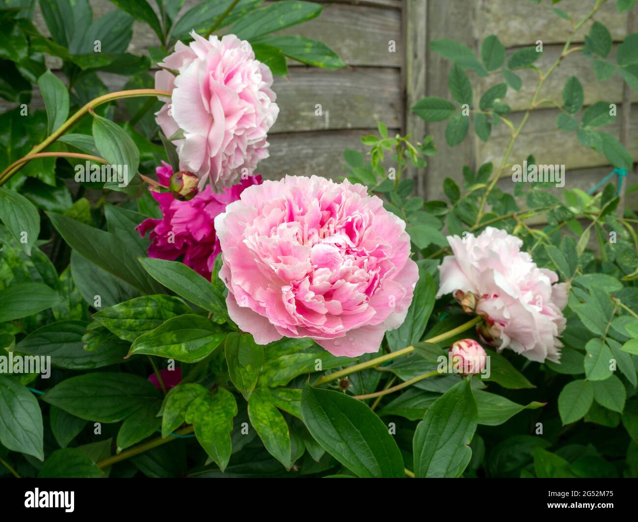 Rosafarbene Pfingstrosen blühen neben einem Gartenzaun Stockfoto