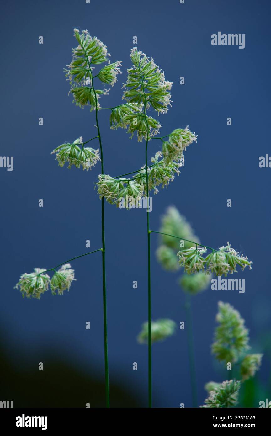 Elegante und bunte Grashalme im Sommer an der Wasseroberfläche mit Reflexen des Abendhimmels Stockfoto