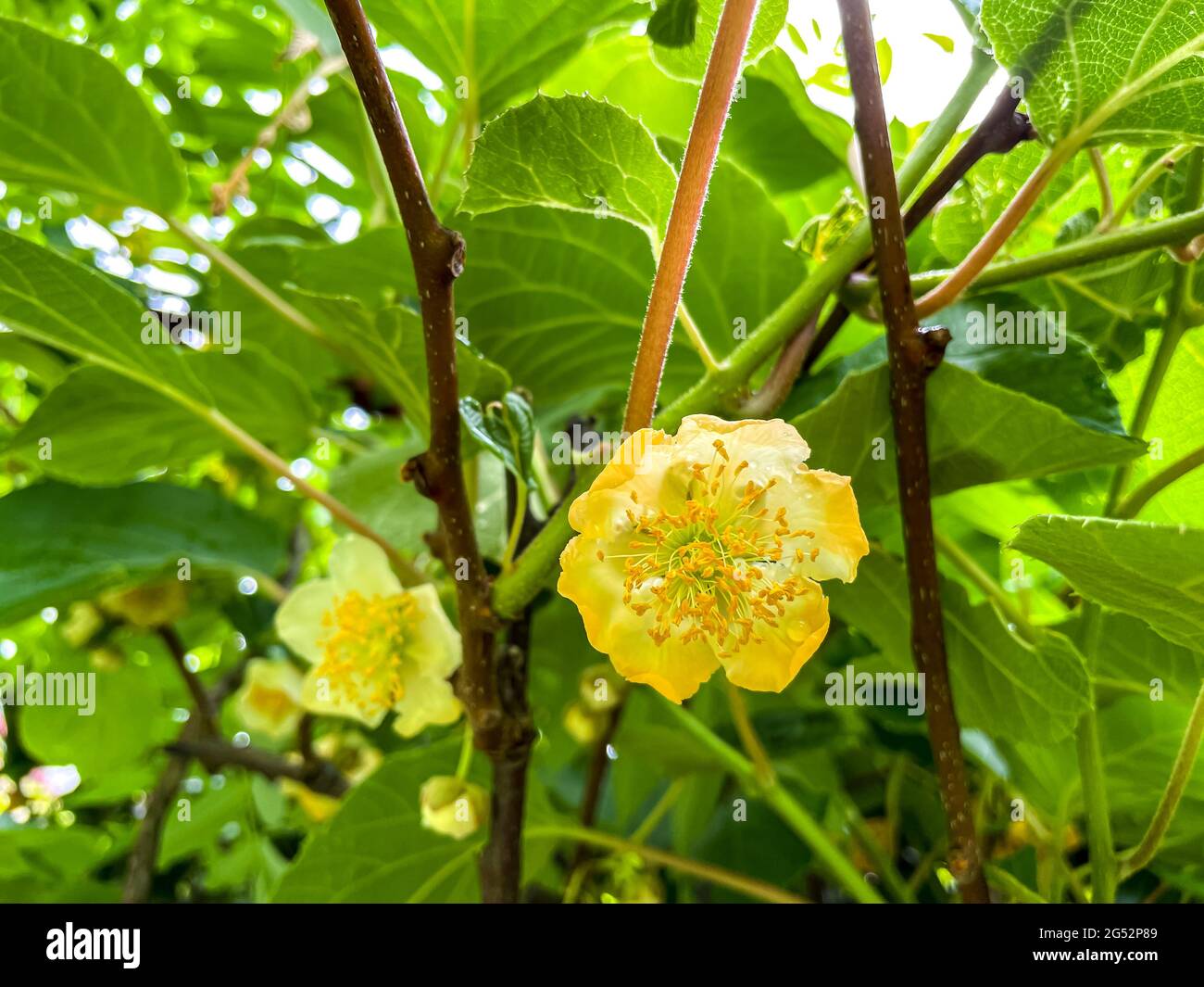 Kiwi pflanze im frühling Fotos und Bildmaterial in hoher Auflösung