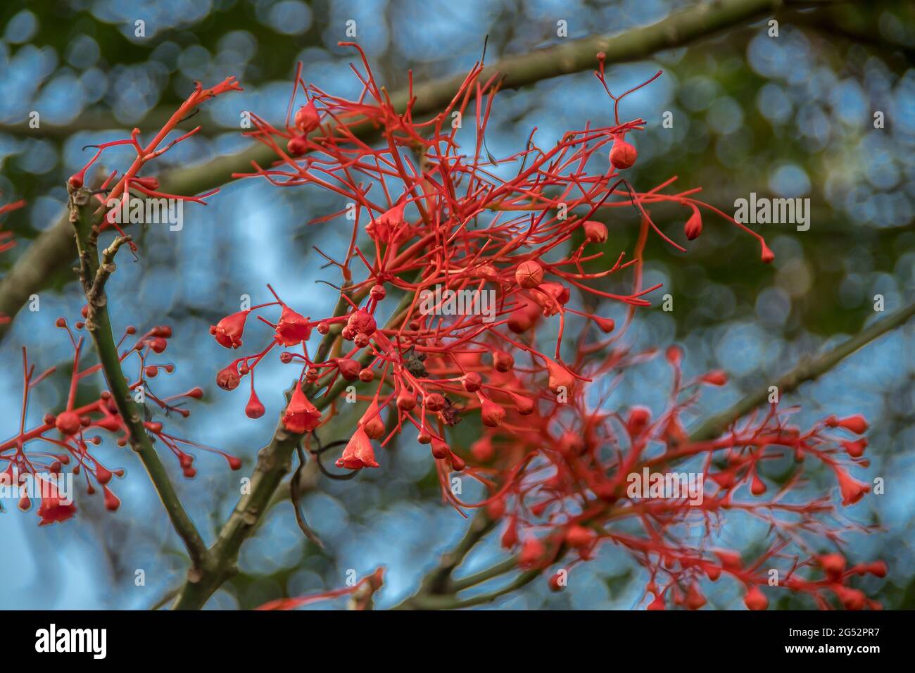 Rote Blüten des Flammenbaums Illawara, Brachychiton acerifolius, der in den subtropischen Regenwäldern Ostalstraliens beheimatet ist. Tamborine Mountain, Queensland. Stockfoto
