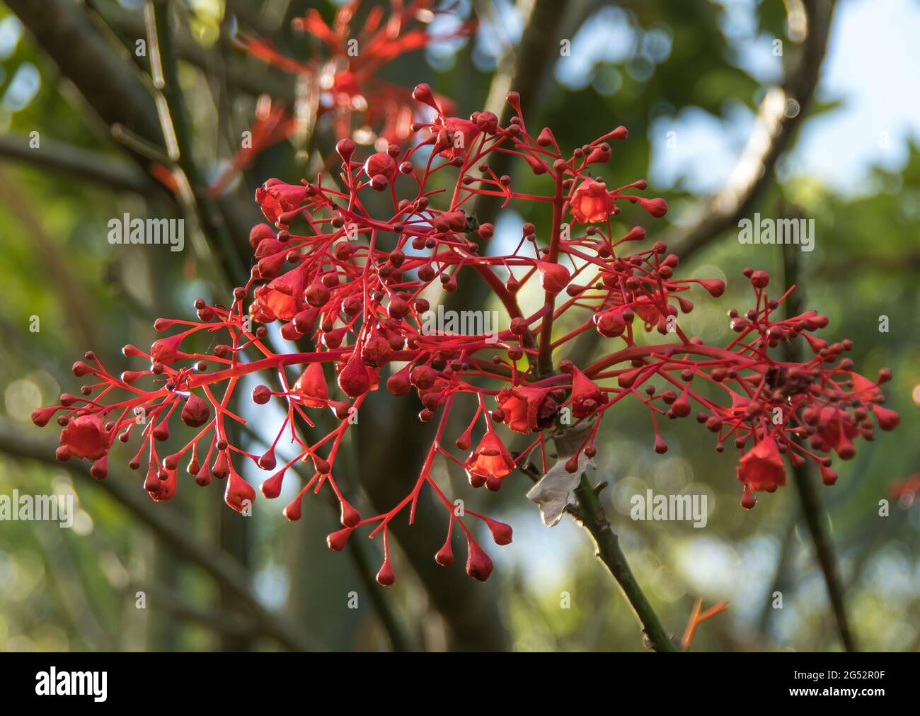 Rote Blüten des Flammenbaums Illawara, Brachychiton acerifolius, der in den subtropischen Regenwäldern Ostalstraliens beheimatet ist. Tamborine Mountain, Queensland. Stockfoto