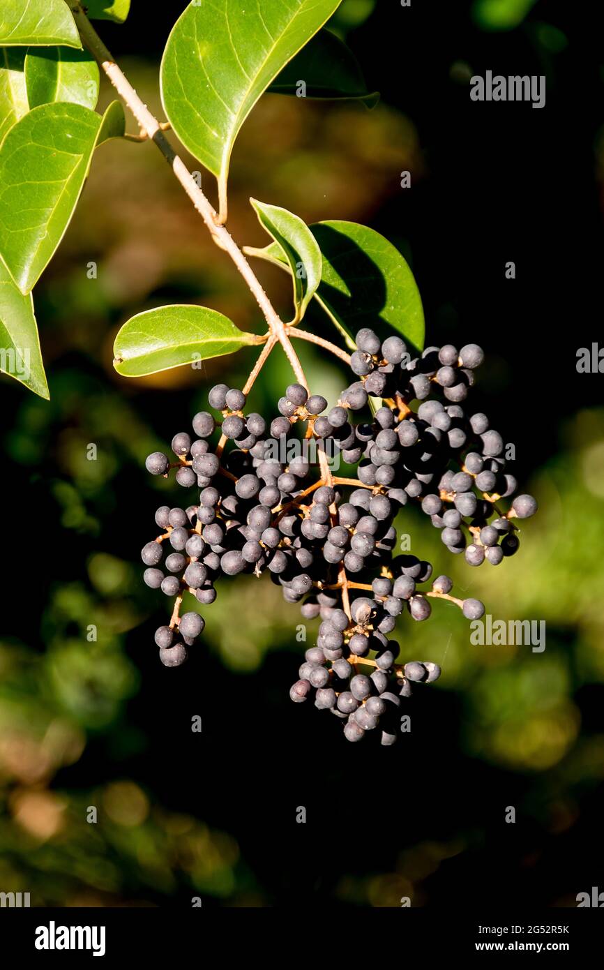 Breitblättriger Gehege, Ligustrum lucidum. Gewöhnliches, invasives Umweltunkraut im Garten, Queensland, Australien. Verbreitung durch Vögel, die Samen fressen. Unerwünscht. Stockfoto