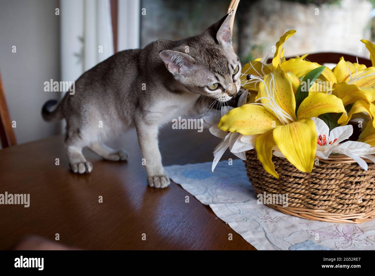 dh Kätzchen ASIATISCHE KATZEN Burmese burmilla Kreuz Kätzchen spielen mit Blumen erkunden drinnen erkunden zu Hause niemand Stockfoto