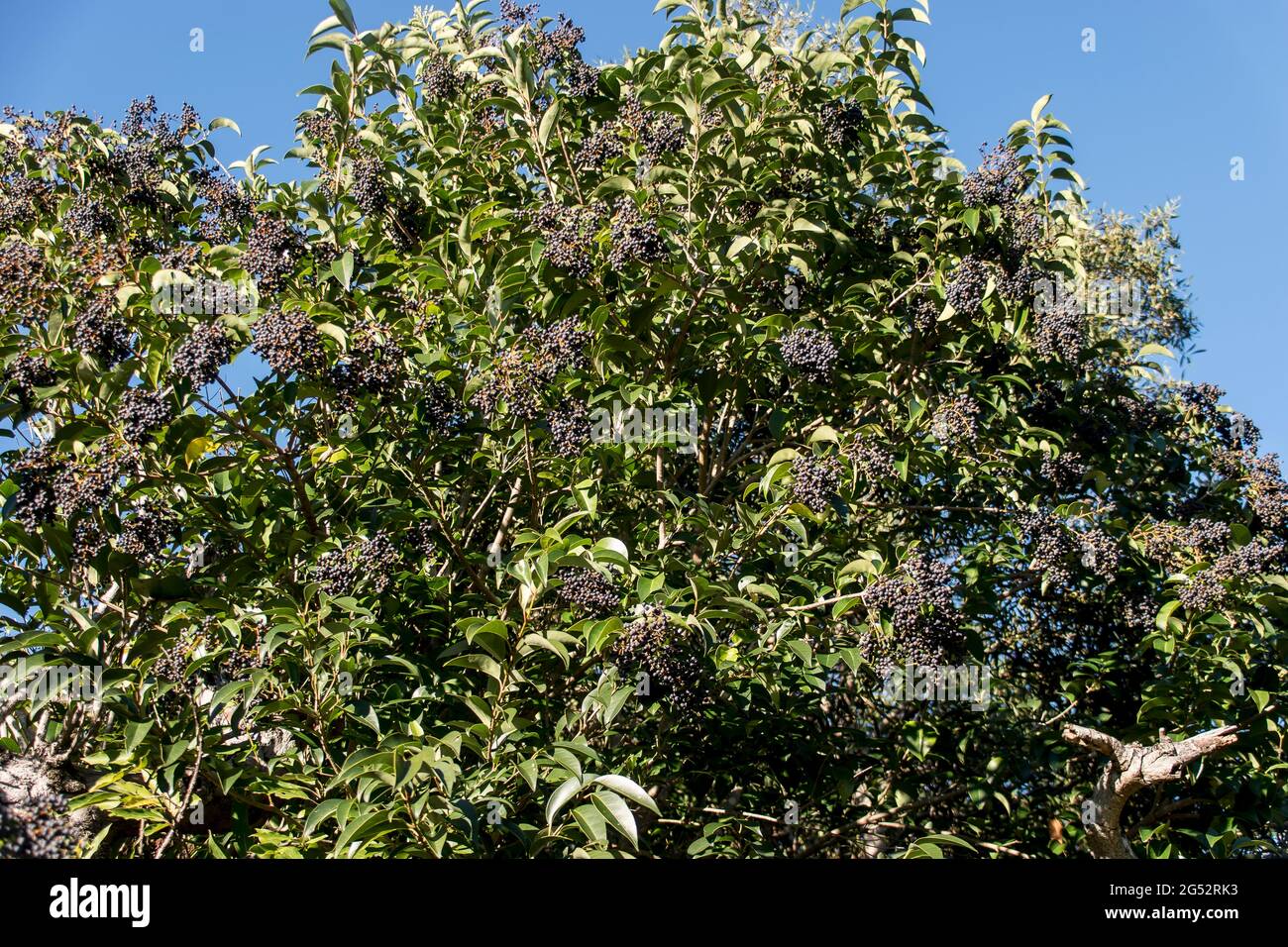 Breitblättriger Gehege, Ligustrum lucidum. Gewöhnliches, invasives Umweltunkraut im Garten, Queensland, Australien. Verbreitung durch Vögel, die Samen fressen. Unerwünscht. Stockfoto