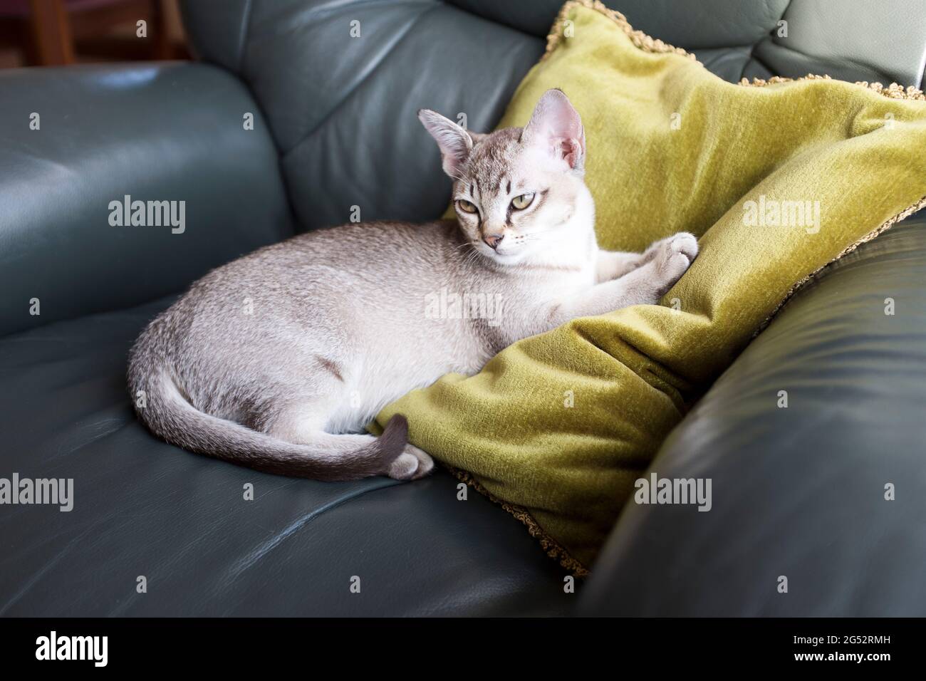 dh Kätzchen ASIATISCHE KATZEN Burmese burmilla Kreuz asien Typ Kätzchen uk Haustier Katze Rasse Stockfoto