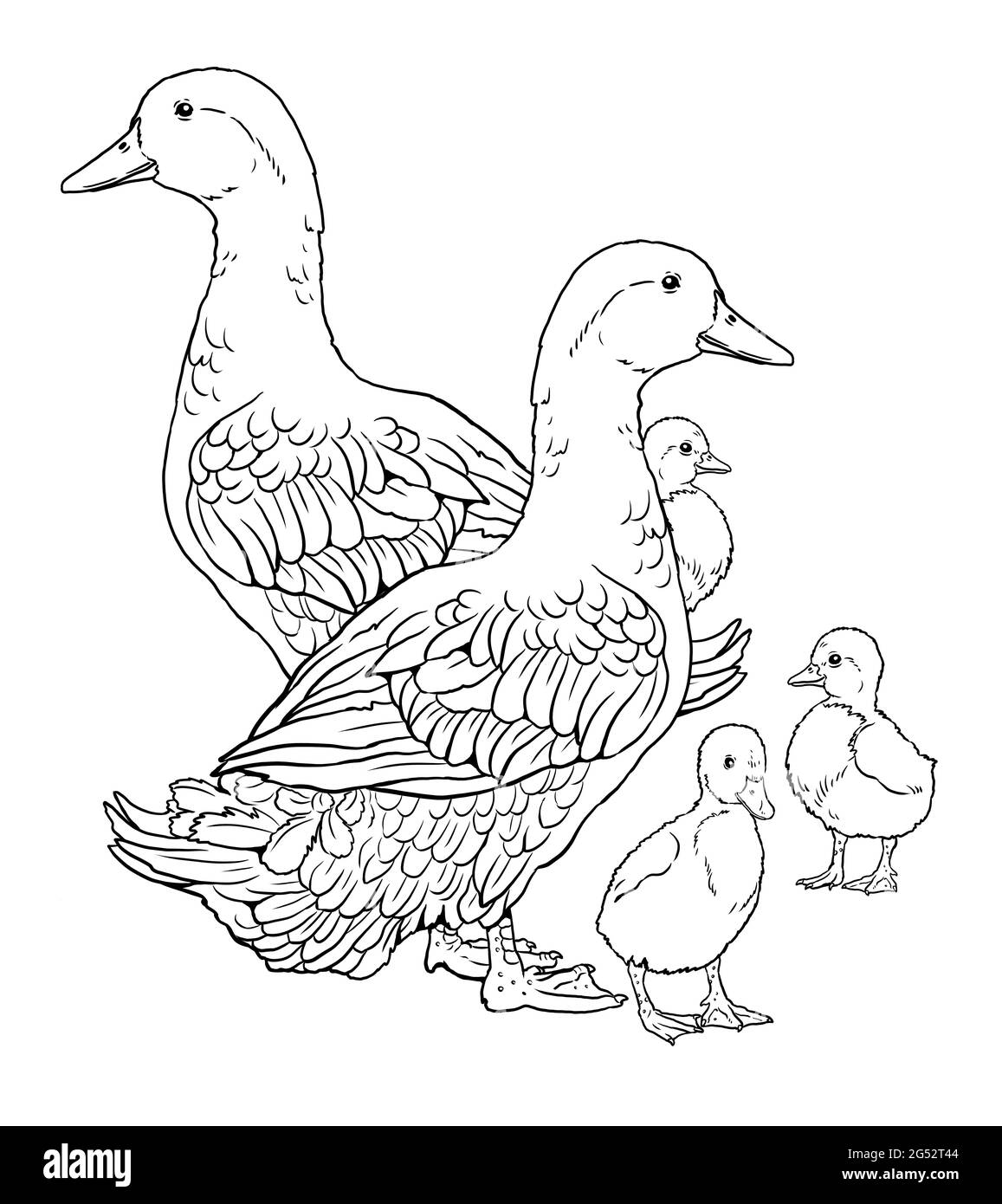 Enten mit Enten. Malseite mit Hausvögeln. Digitale Zeichnung mit Vogel. Vorlage für Kinder zu malen. Stockfoto