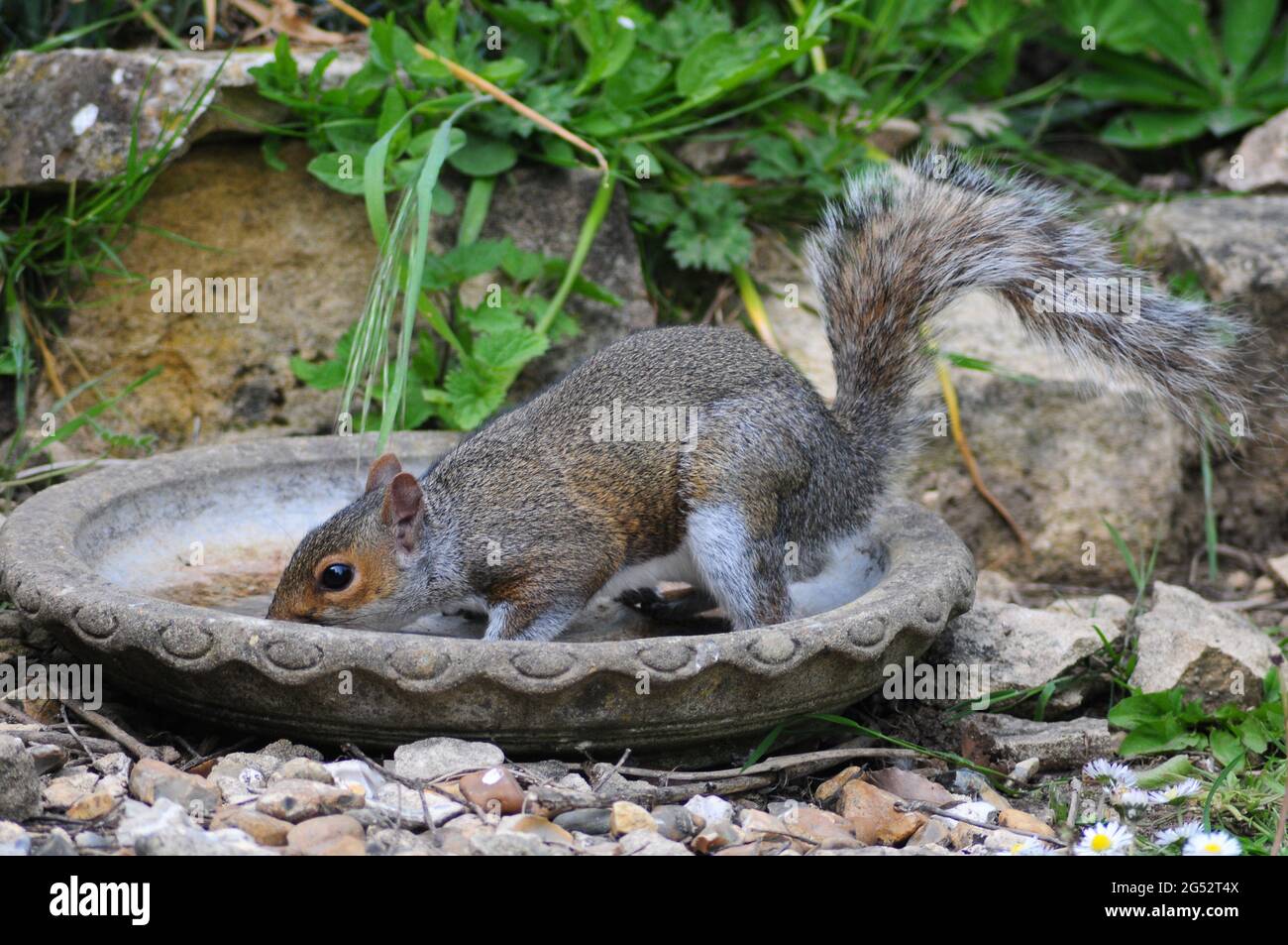 Graues Eichhörnchen trinkt aus fast trockenem Gartenvogelbad. Stockfoto