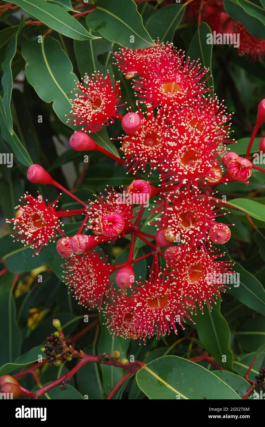 Roter australischer blühender Strauch, der Knospen und Blumen zeigt. Stockfoto