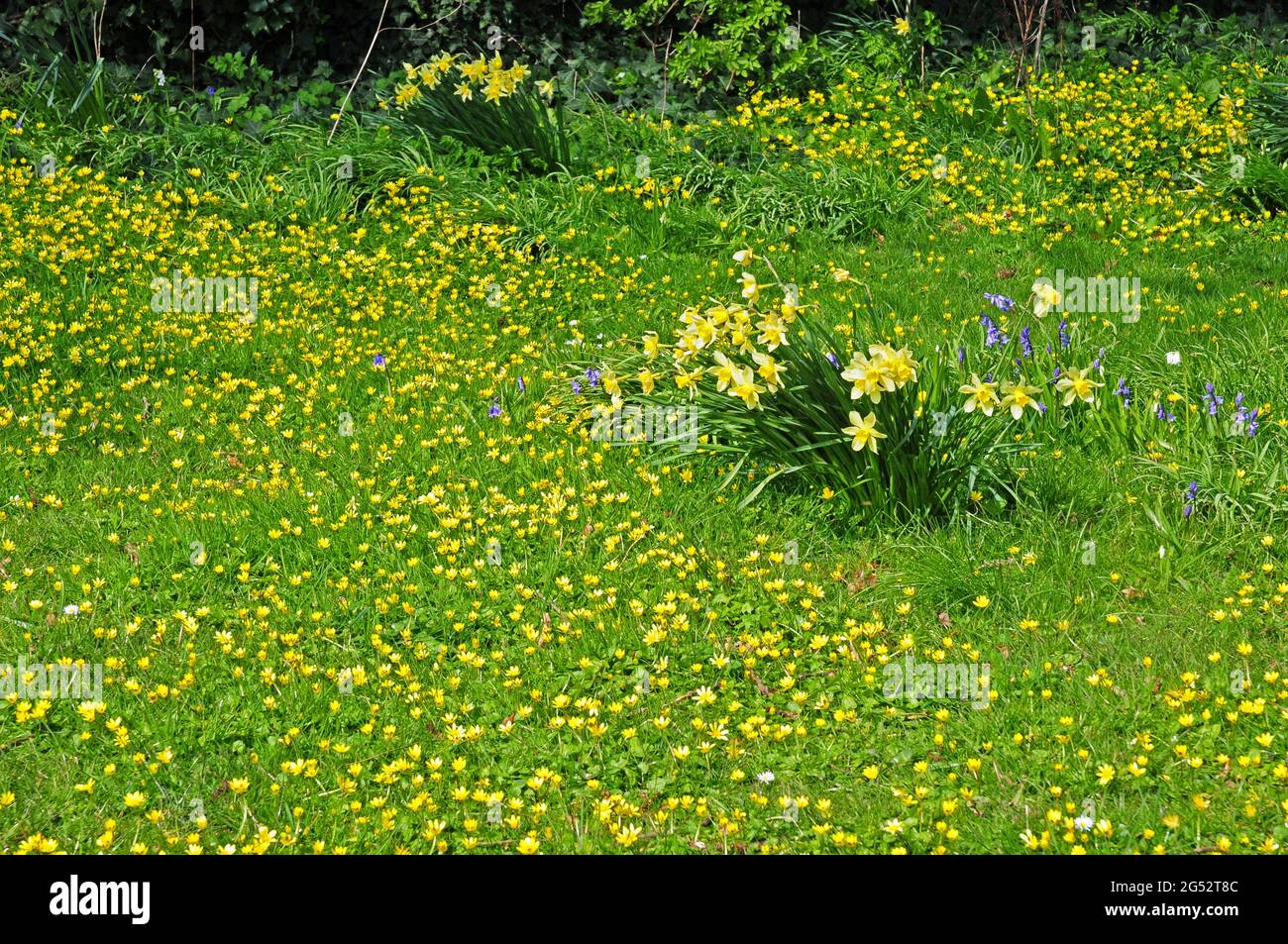 Narzissen, Bluebells und Celandinen wachsen im Gras. Stockfoto