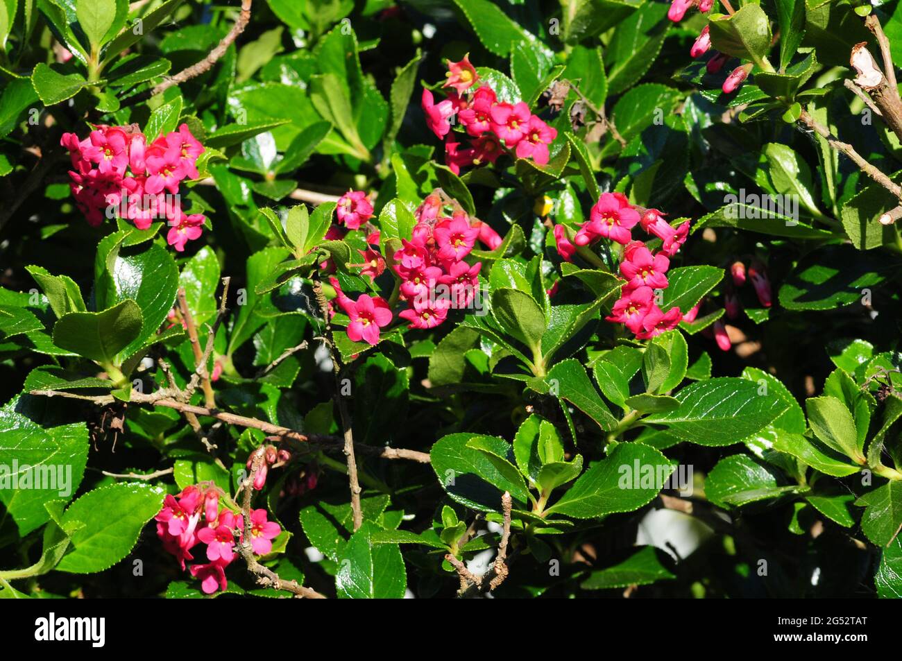 Escallonia macrantha in Blüte. Stockfoto