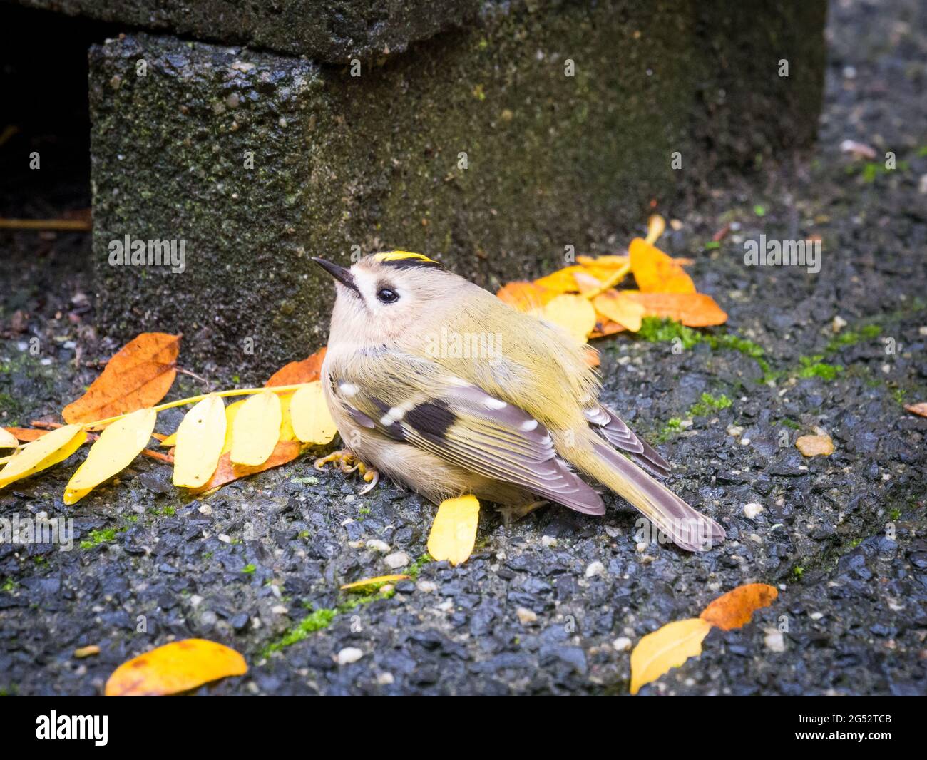 Krankes oder müdes Goldcrest, Regulus regulus, ruht im Herbst auf dem Bürgersteig, Niederlande Stockfoto