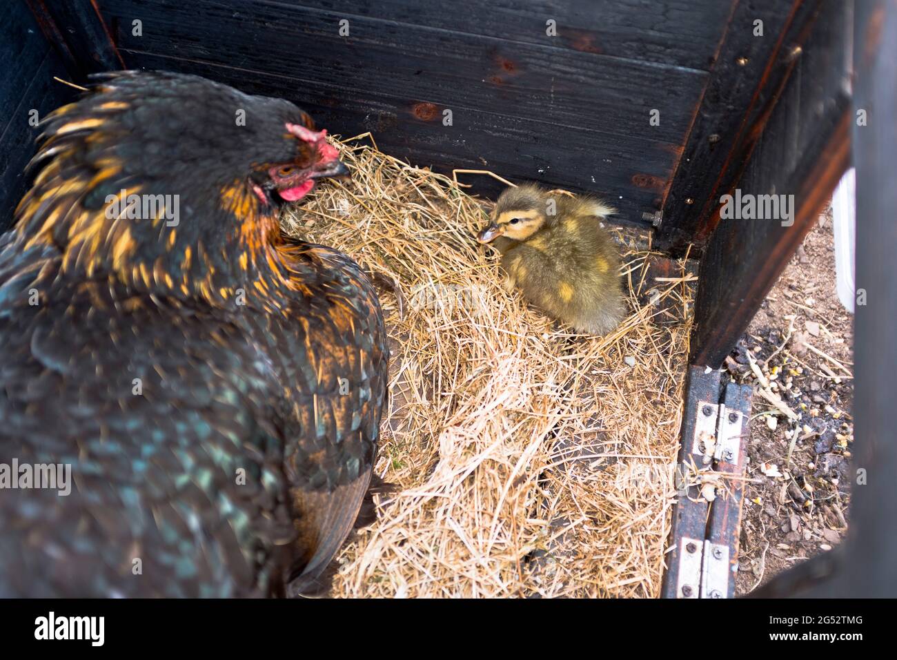 dh FARMING UK brütende Henne, die sich um geschlüpfte Entlein Hühner Coop Entlein Hähnchenmutter Stockfoto