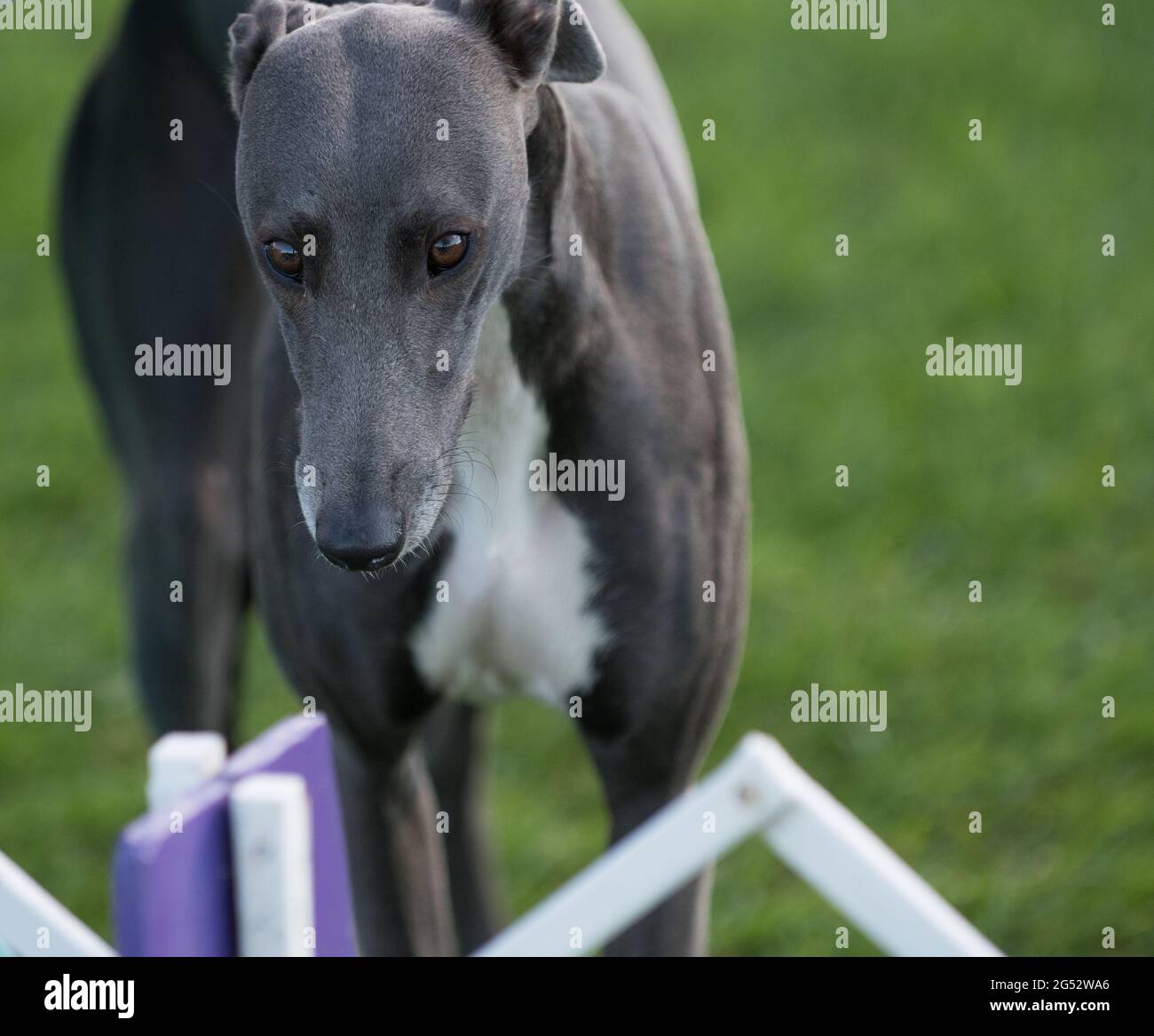 Italienischer Grauhund auf der Hundeausstellung in New York Stockfoto