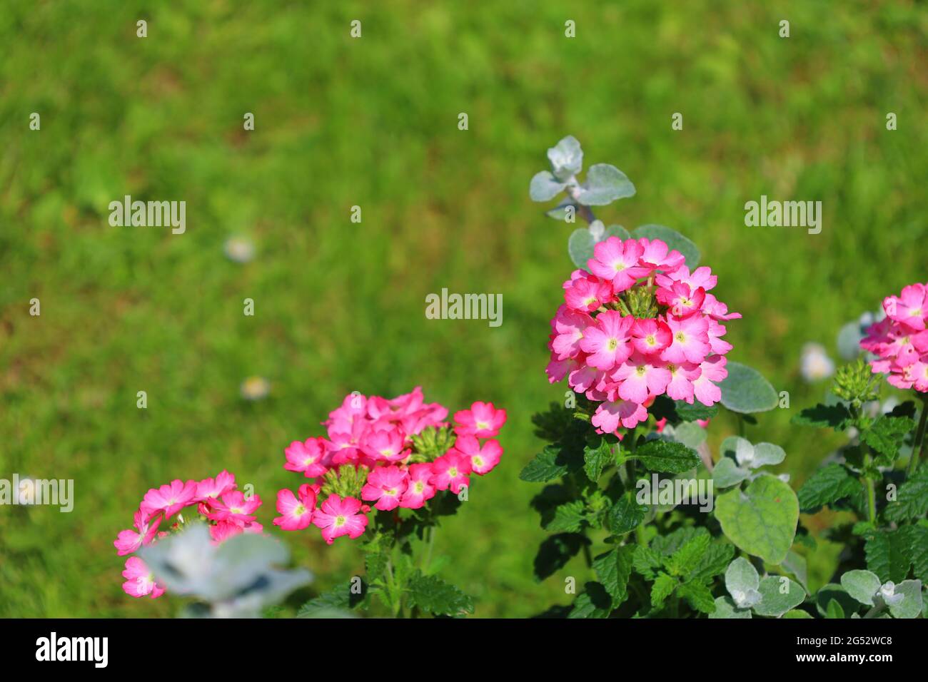 Verbena White Background Stockfotos Und Bilder Kaufen Alamy
