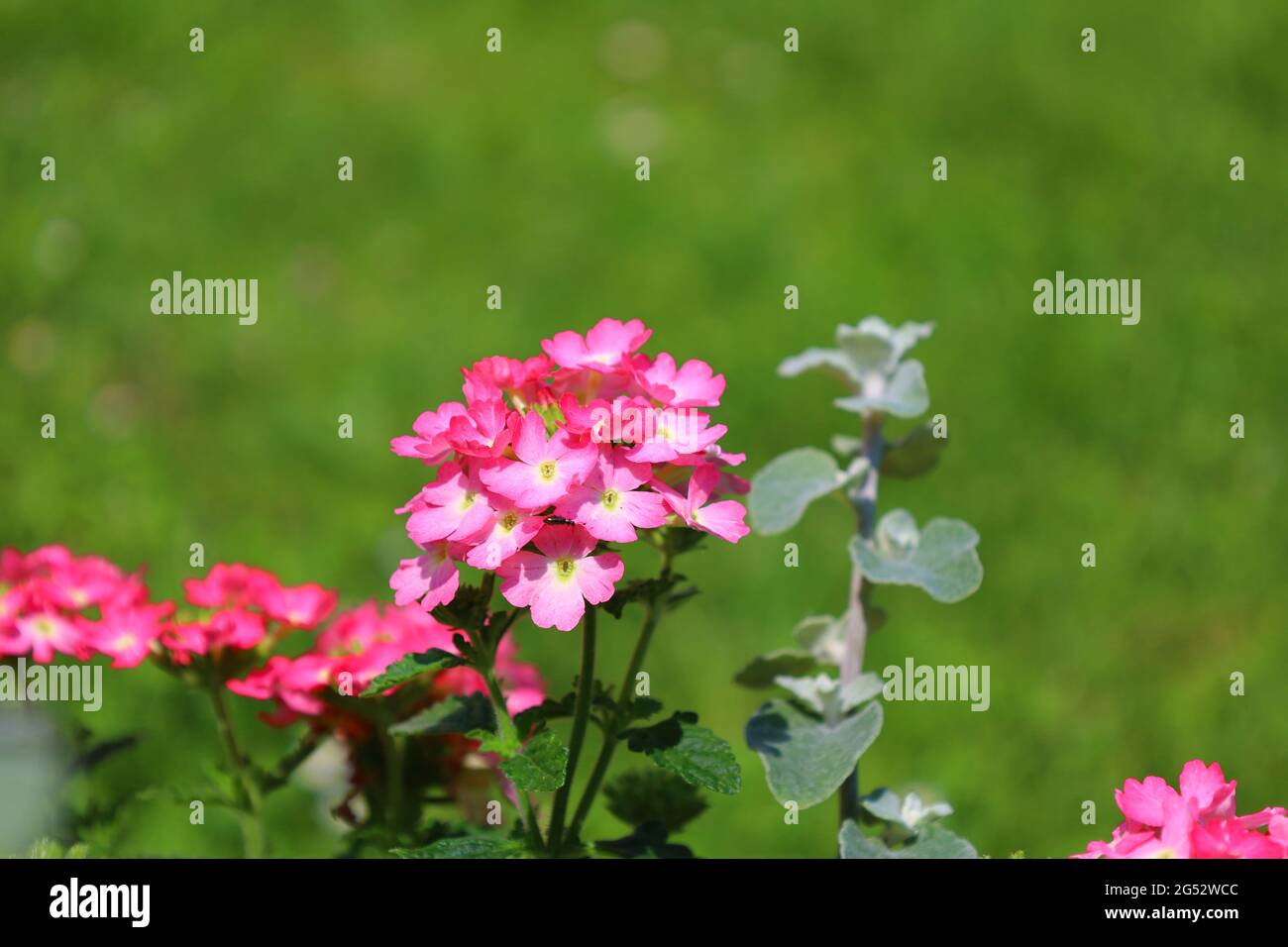 Bonn Deutschland Juni 2021 rosa blühende Eisenkraut und Lakritzstrohblume vor grünem Hintergrund in natürlichem Sonnenlicht Stockfoto