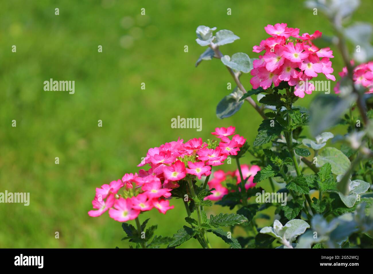 Verbena White Background Stockfotos Und Bilder Kaufen Alamy