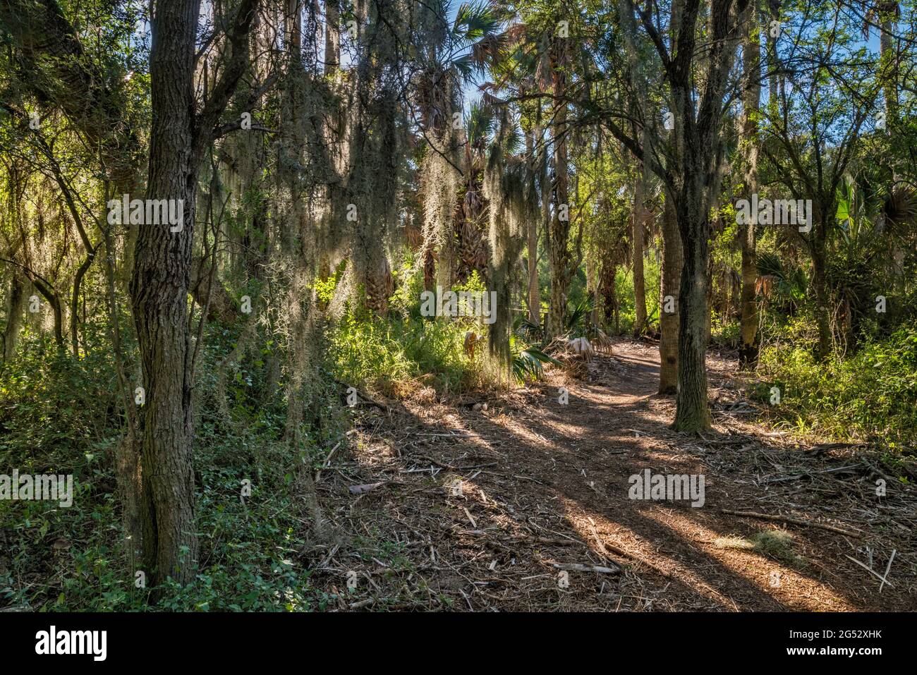 Bäume mit spanischem Moos bedeckt, Pfad am Sabal Palm Grove Sanctuary in der Nähe von Brownsville, Rio Grande Valley, Texas, USA Stockfoto