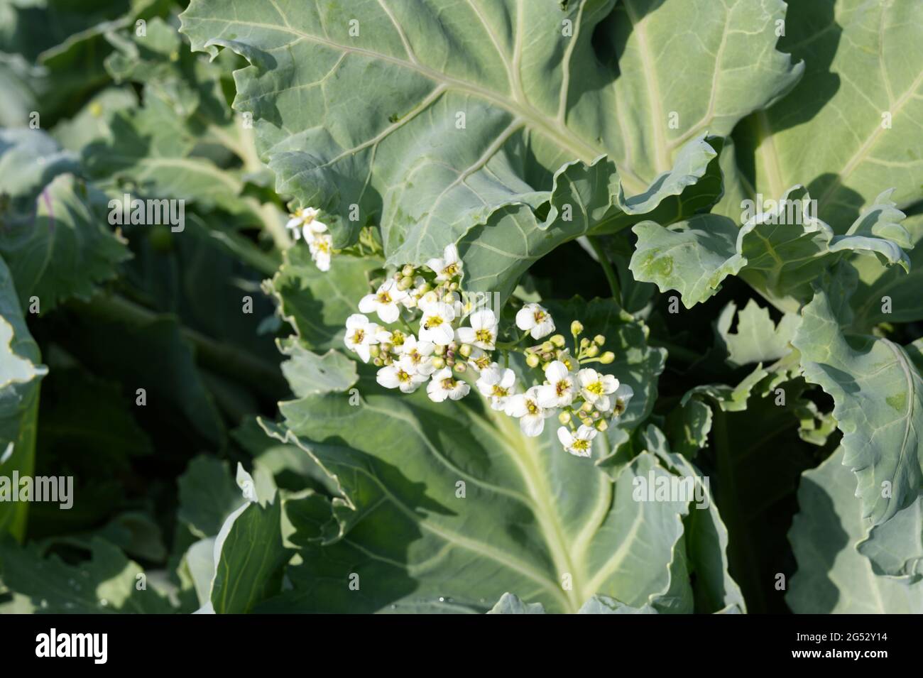Crambe Maritima/Grünkohl duftende Sommerblumen im Juni Großbritannien Stockfoto