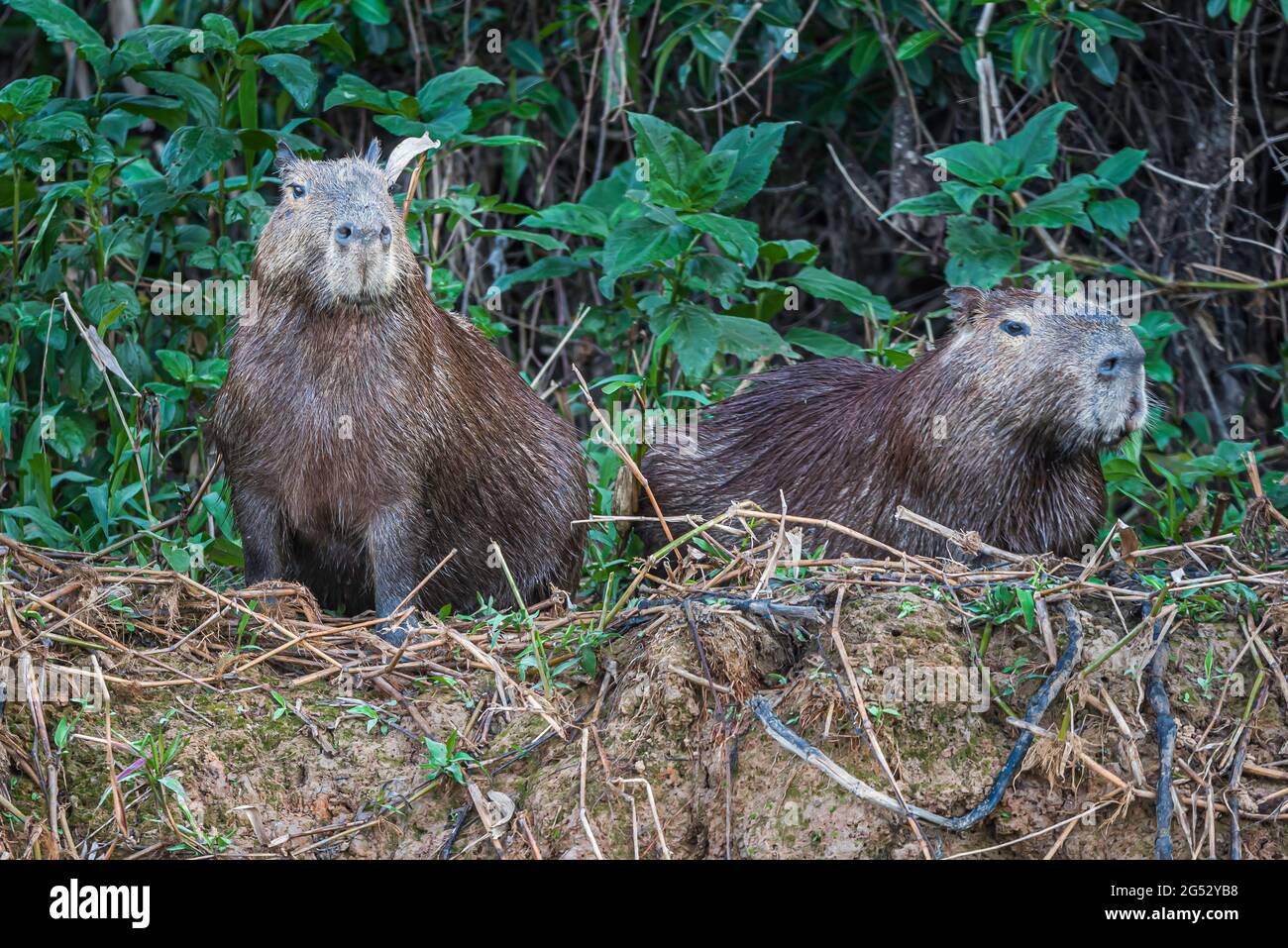 Capybara im Pantanal in Brasilien. Stockfoto