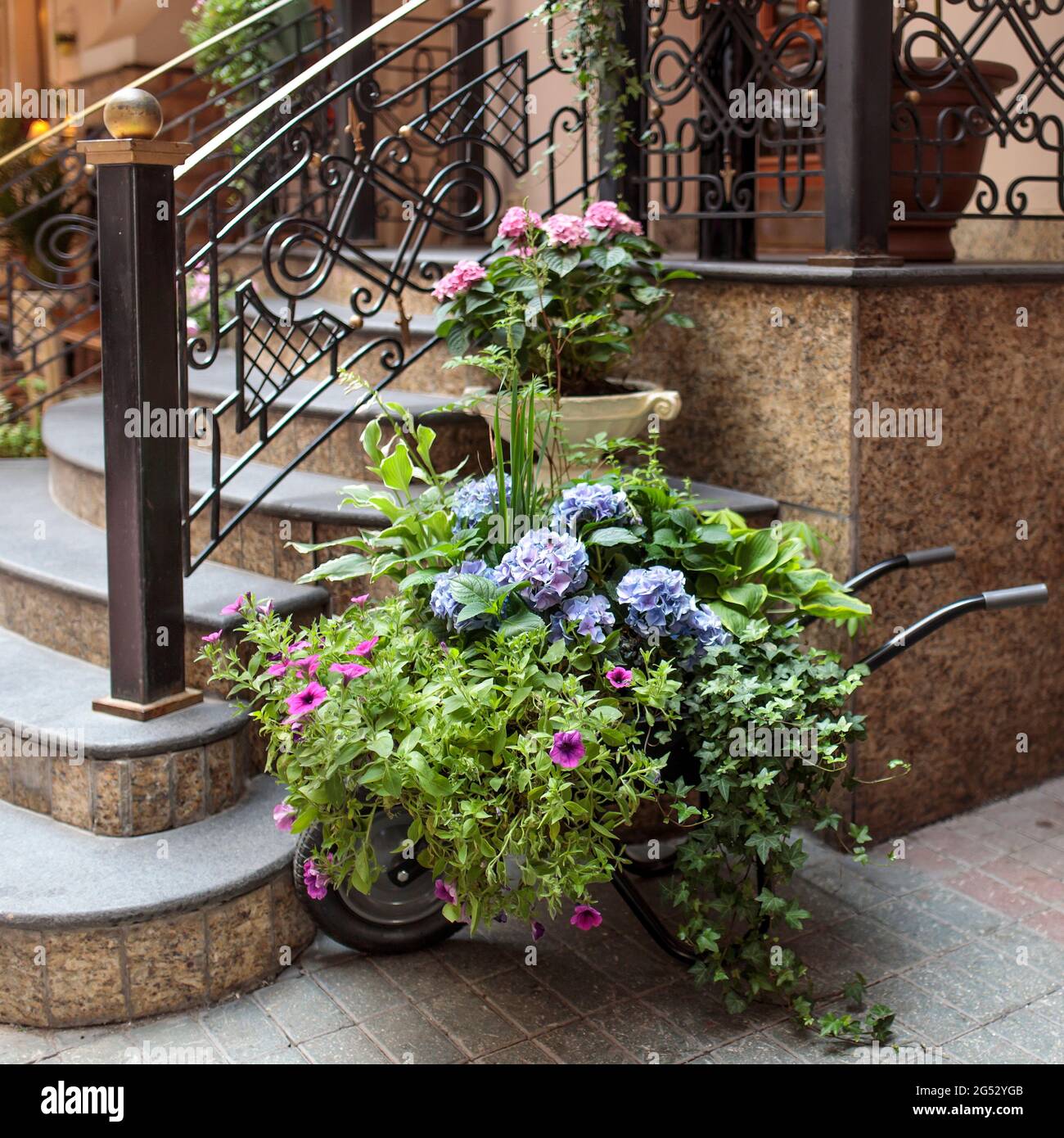 Petunia, blaue Hortensien, Efeu und Hosta in Tpfen in einem Wagen am  Eingang des Restaurants als Dekoration. Quadratischer Rahmen  Stockfotografie - Alamy