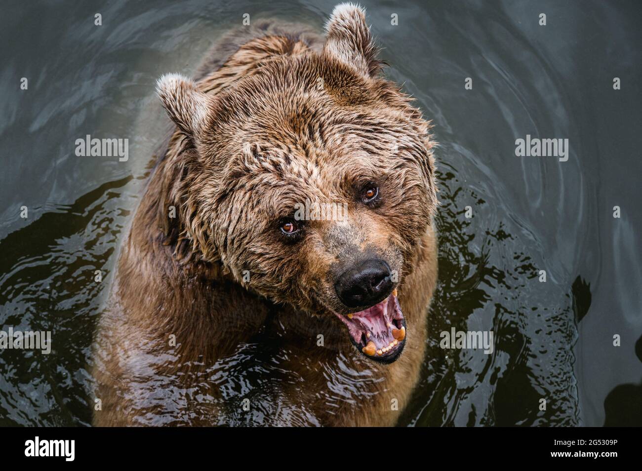 Aggressiv aussehender syrischer Braunbär, der im Wasser des Tierpark Goldau spielt Stockfoto