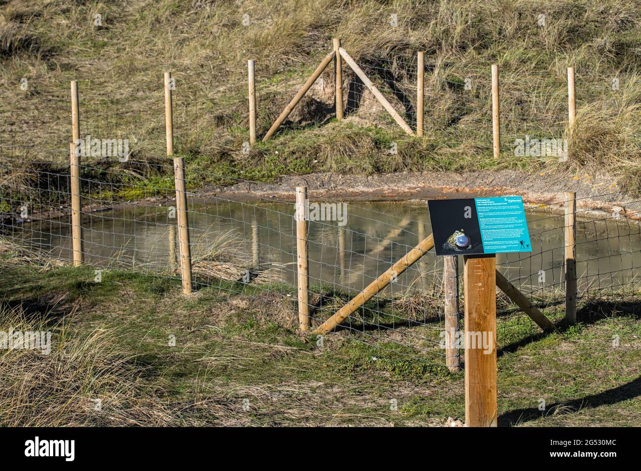 Eingezäunter Geschützter Natterjack Krötenteich Mit Informationschild. Hengistbury Head Christchurch Großbritannien Stockfoto