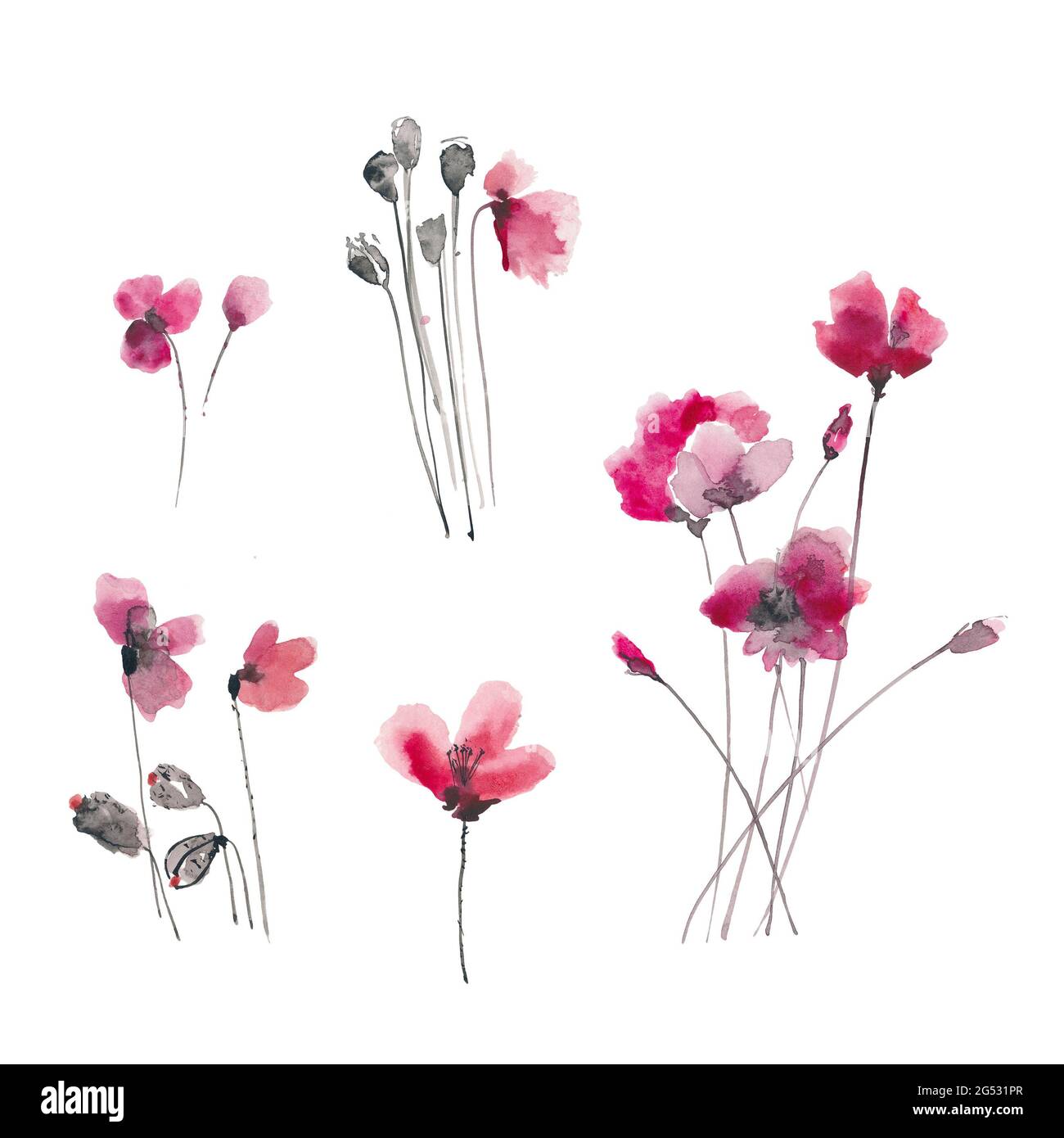 Handgezeichnete Tusche und Aquarell Illustration: Rote Mohnblumen Blumen und Knospen isoliert auf weißem Hintergrund Stockfoto